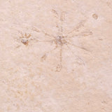 FLOATING CRINOID FOSSIL SACCOCOMA PECTINATA, Jurassic, Germany XFC049