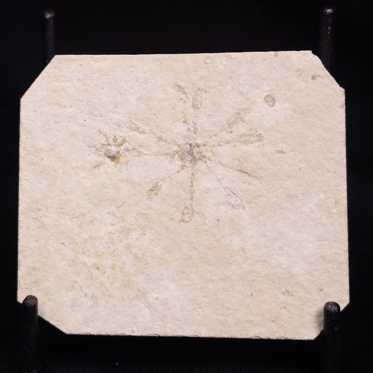FLOATING CRINOID FOSSIL SACCOCOMA PECTINATA, Jurassic, Germany XFC049