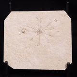 FLOATING CRINOID FOSSIL SACCOCOMA PECTINATA, Jurassic, Germany XFC049