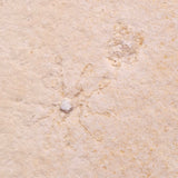 FLOATING CRINOID FOSSIL SACCOCOMA PECTINATA, Jurassic, Germany XFC050