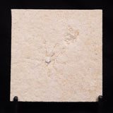 FLOATING CRINOID FOSSIL SACCOCOMA PECTINATA, Jurassic, Germany XFC050