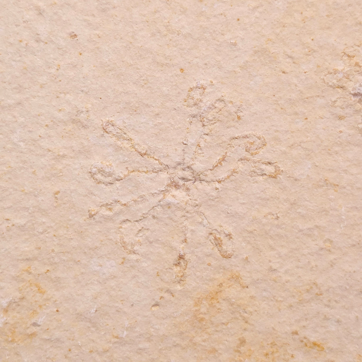 FLOATING CRINOID FOSSIL SACCOCOMA PECTINATA, Jurassic, Germany XFC051