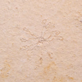 FLOATING CRINOID FOSSIL SACCOCOMA PECTINATA, Jurassic, Germany XFC051