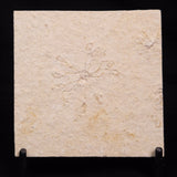 FLOATING CRINOID FOSSIL SACCOCOMA PECTINATA, Jurassic, Germany XFC051