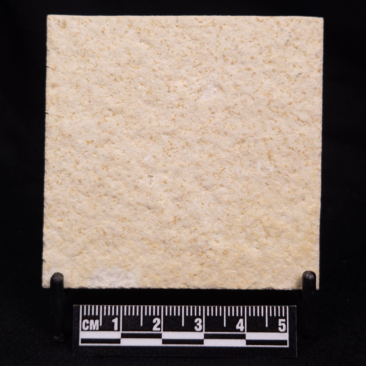 FLOATING CRINOID FOSSIL SACCOCOMA PECTINATA, Jurassic, Germany XFC051