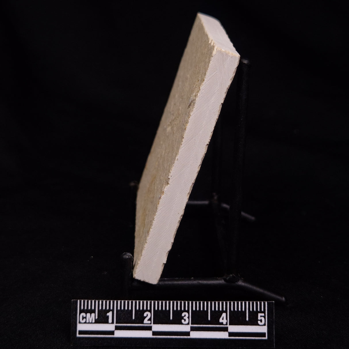 FLOATING CRINOID FOSSIL SACCOCOMA PECTINATA, Jurassic, Germany XFC051