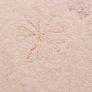 View All Marine Fossils