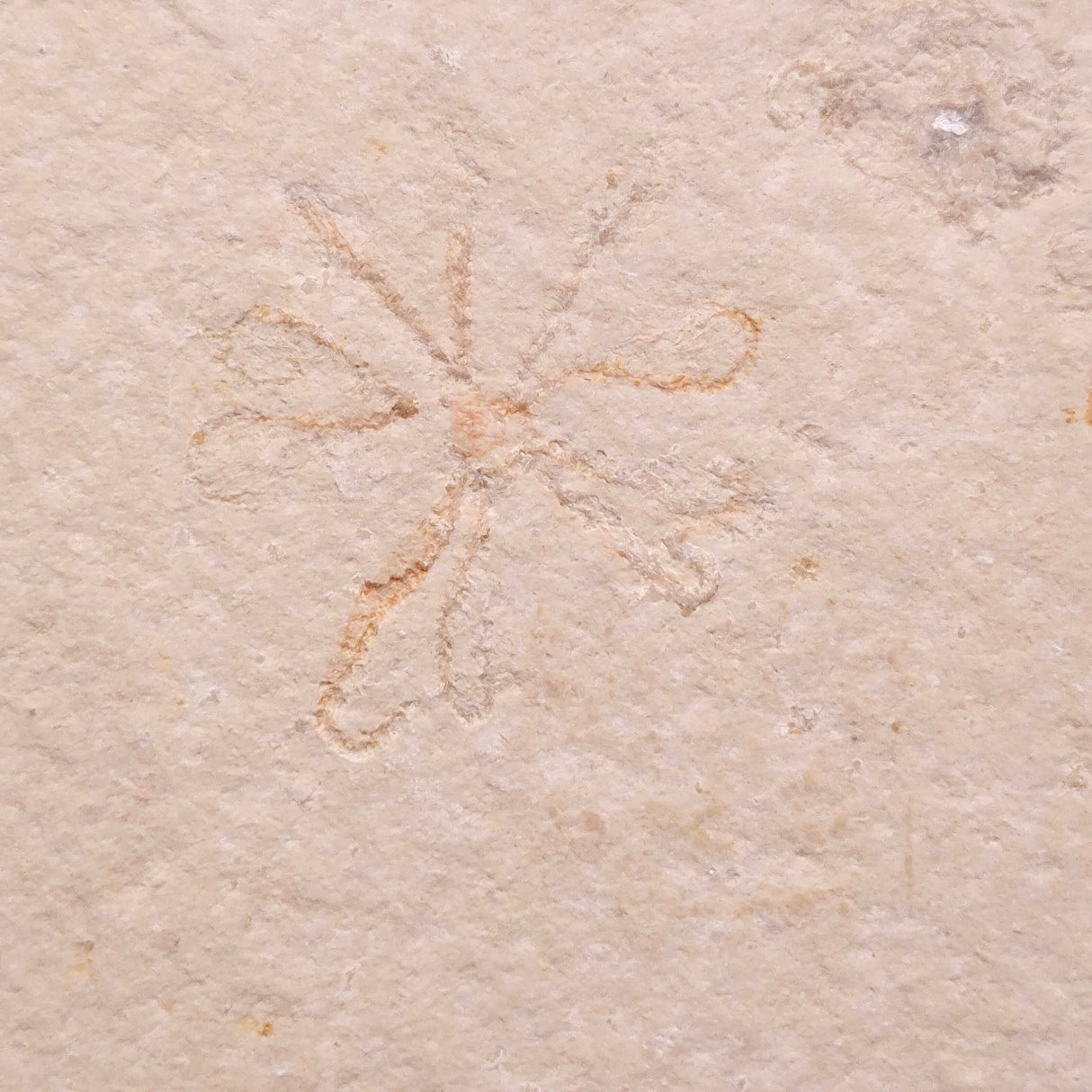 FLOATING CRINOID FOSSIL SACCOCOMA PECTINATA, Jurassic, Germany XFC052