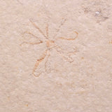 FLOATING CRINOID FOSSIL SACCOCOMA PECTINATA, Jurassic, Germany XFC052