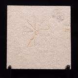 FLOATING CRINOID FOSSIL SACCOCOMA PECTINATA, Jurassic, Germany XFC052