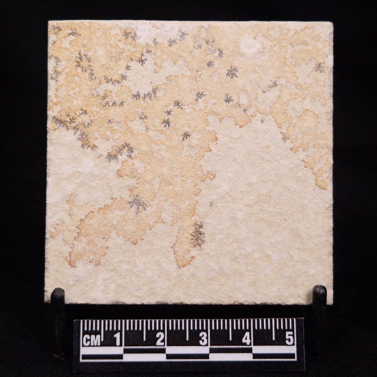 FLOATING CRINOID FOSSIL SACCOCOMA PECTINATA, Jurassic, Germany XFC052