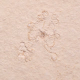 FLOATING CRINOID FOSSIL SACCOCOMA PECTINATA, Jurassic, Germany XFC053