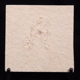 FLOATING CRINOID FOSSIL SACCOCOMA PECTINATA, Jurassic, Germany XFC053