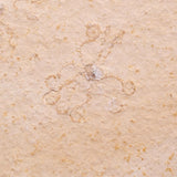 FLOATING CRINOID FOSSIL SACCOCOMA PECTINATA, Jurassic, Germany XFC054