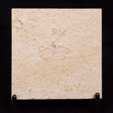 FLOATING CRINOID FOSSIL SACCOCOMA PECTINATA, Jurassic, Germany XFC054