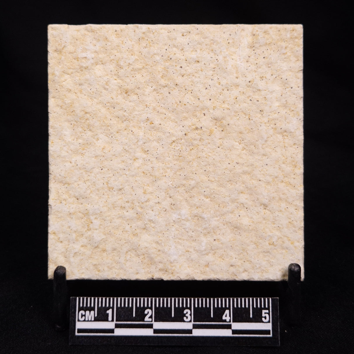 FLOATING CRINOID FOSSIL SACCOCOMA PECTINATA, Jurassic, Germany XFC054