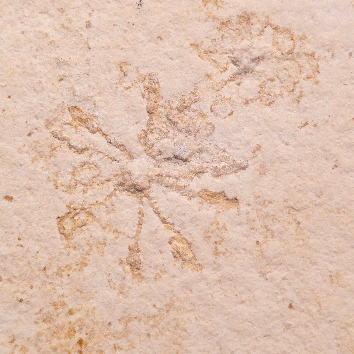 FLOATING CRINOID FOSSIL SACCOCOMA PECTINATA, Jurassic, Germany XFC055