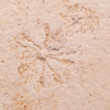 FLOATING CRINOID FOSSIL SACCOCOMA PECTINATA, Jurassic, Germany XFC055