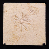 FLOATING CRINOID FOSSIL SACCOCOMA PECTINATA, Jurassic, Germany XFC055