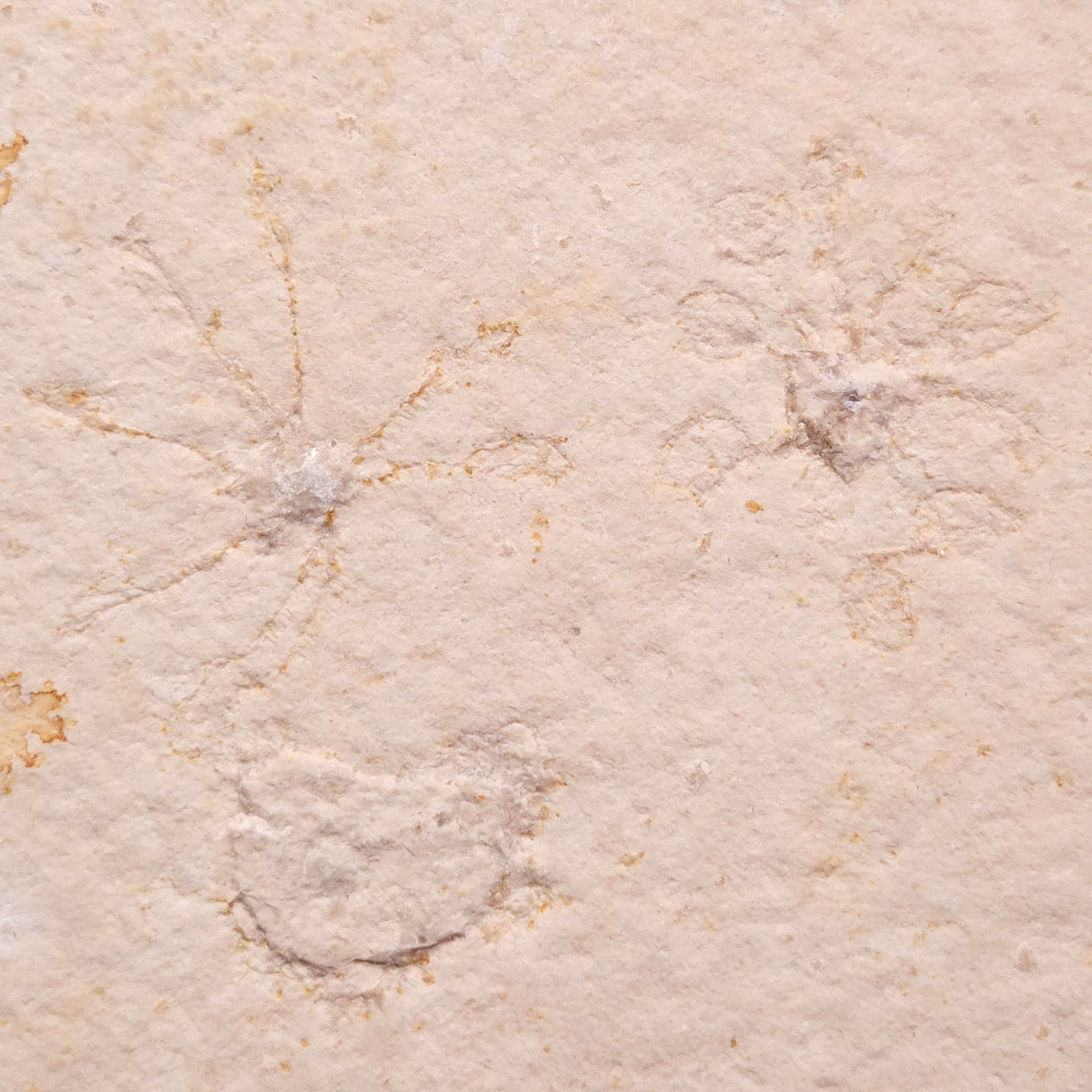 FLOATING CRINOID FOSSIL SACCOCOMA PECTINATA, Jurassic, Germany XFC056