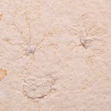 FLOATING CRINOID FOSSIL SACCOCOMA PECTINATA, Jurassic, Germany XFC056
