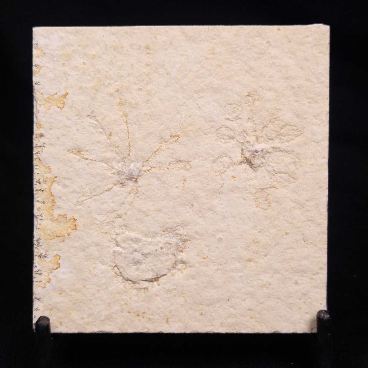 FLOATING CRINOID FOSSIL SACCOCOMA PECTINATA, Jurassic, Germany XFC056