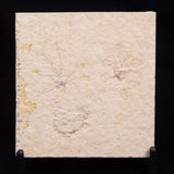 FLOATING CRINOID FOSSIL SACCOCOMA PECTINATA, Jurassic, Germany XFC056