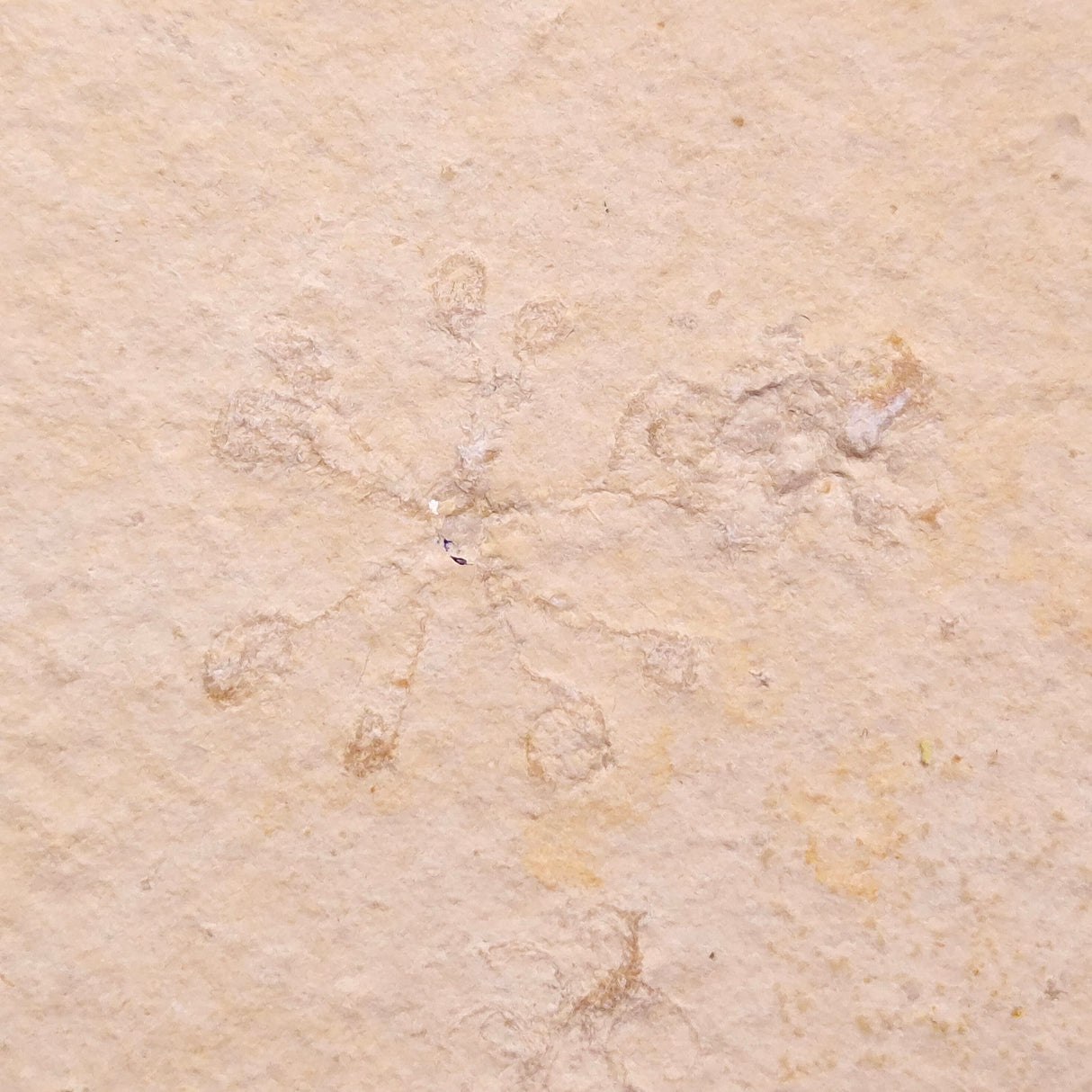 FLOATING CRINOID FOSSIL SACCOCOMA PECTINATA, Jurassic, Germany XFC057