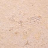FLOATING CRINOID FOSSIL SACCOCOMA PECTINATA, Jurassic, Germany XFC057