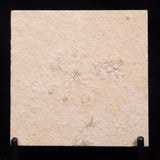 FLOATING CRINOID FOSSIL SACCOCOMA PECTINATA, Jurassic, Germany XFC057