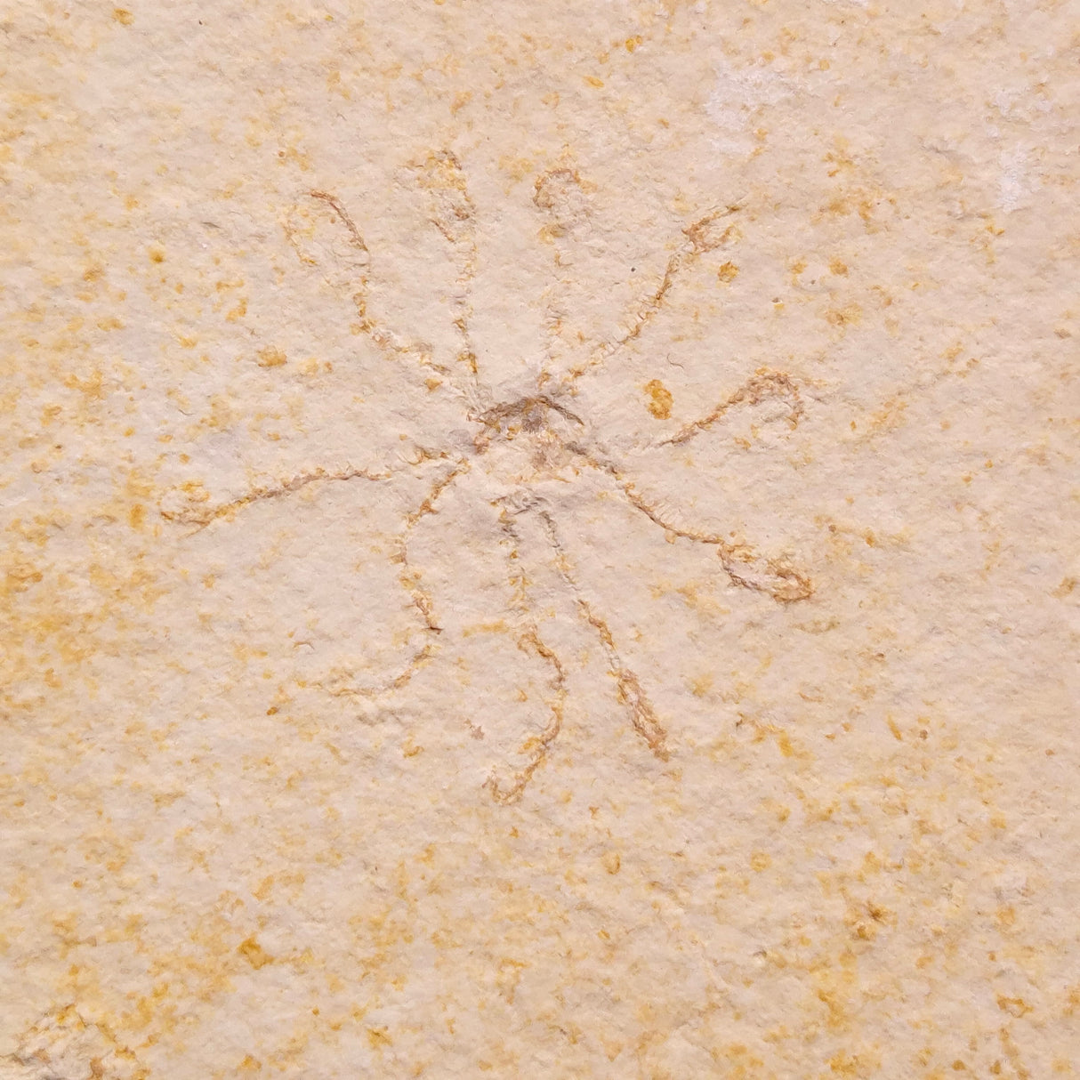 FLOATING CRINOID FOSSIL SACCOCOMA PECTINATA, Jurassic, Germany XFC058