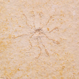 FLOATING CRINOID FOSSIL SACCOCOMA PECTINATA, Jurassic, Germany XFC058