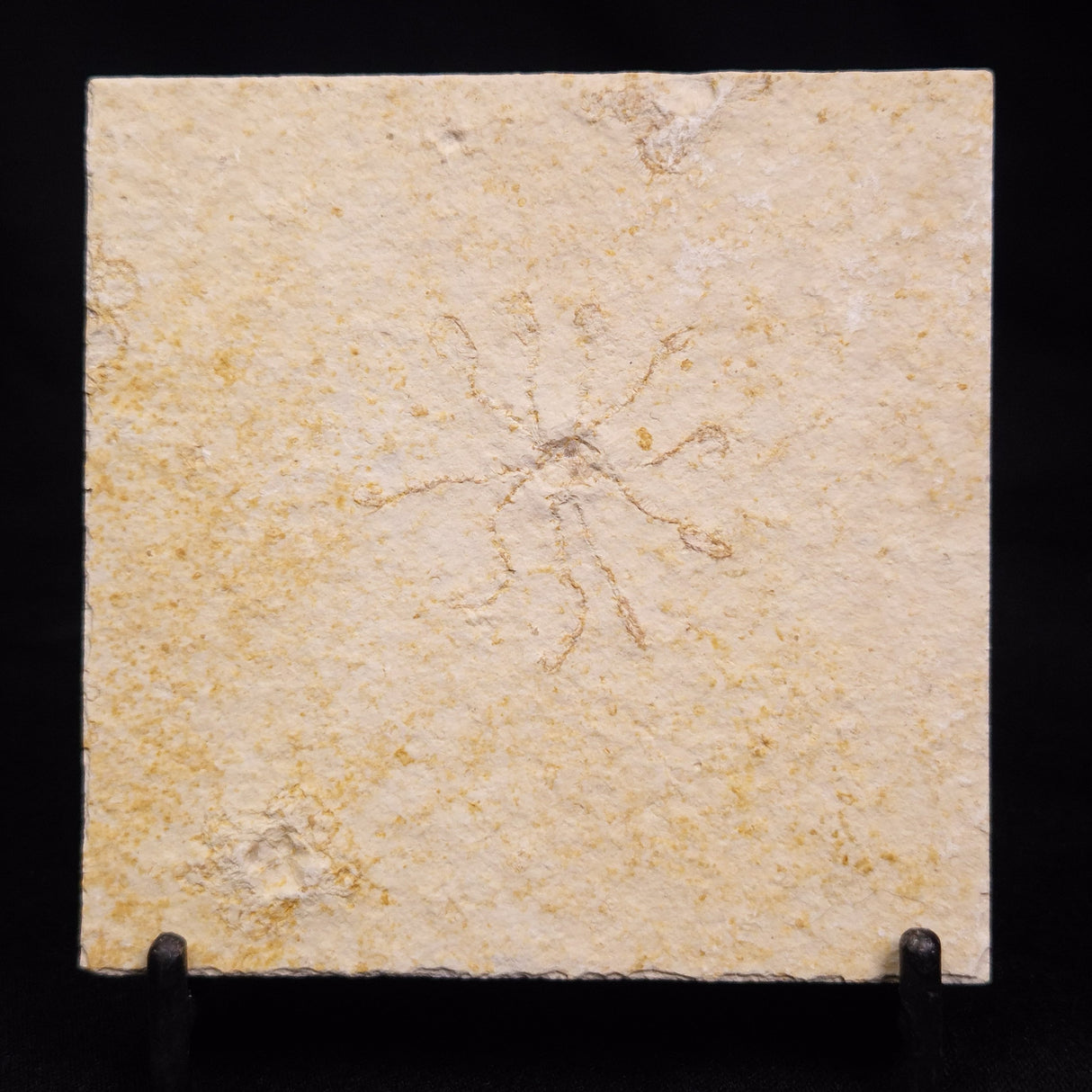 FLOATING CRINOID FOSSIL SACCOCOMA PECTINATA, Jurassic, Germany XFC058