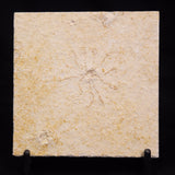 FLOATING CRINOID FOSSIL SACCOCOMA PECTINATA, Jurassic, Germany XFC058
