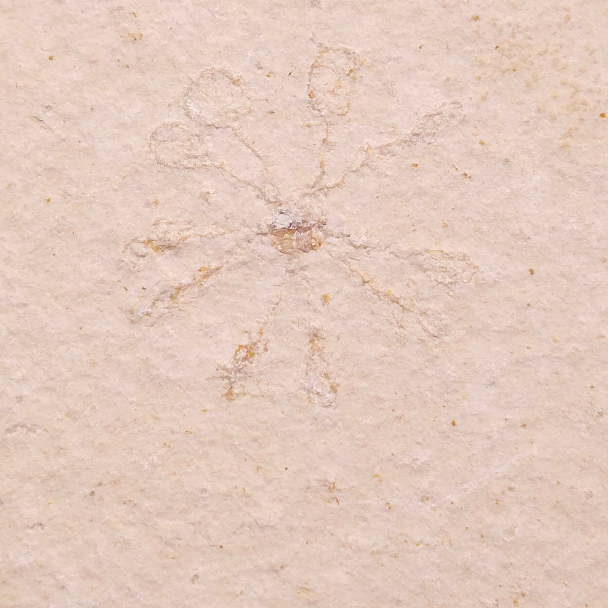 FLOATING CRINOID FOSSIL SACCOCOMA PECTINATA, Jurassic, Germany XFC059
