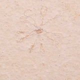 FLOATING CRINOID FOSSIL SACCOCOMA PECTINATA, Jurassic, Germany XFC059