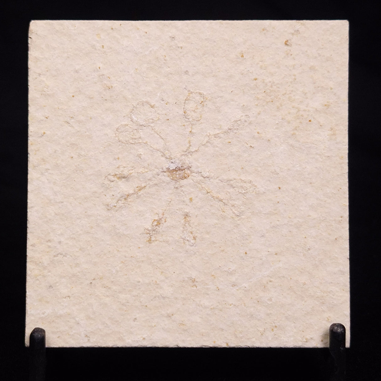 FLOATING CRINOID FOSSIL SACCOCOMA PECTINATA, Jurassic, Germany XFC059