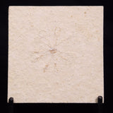FLOATING CRINOID FOSSIL SACCOCOMA PECTINATA, Jurassic, Germany XFC059