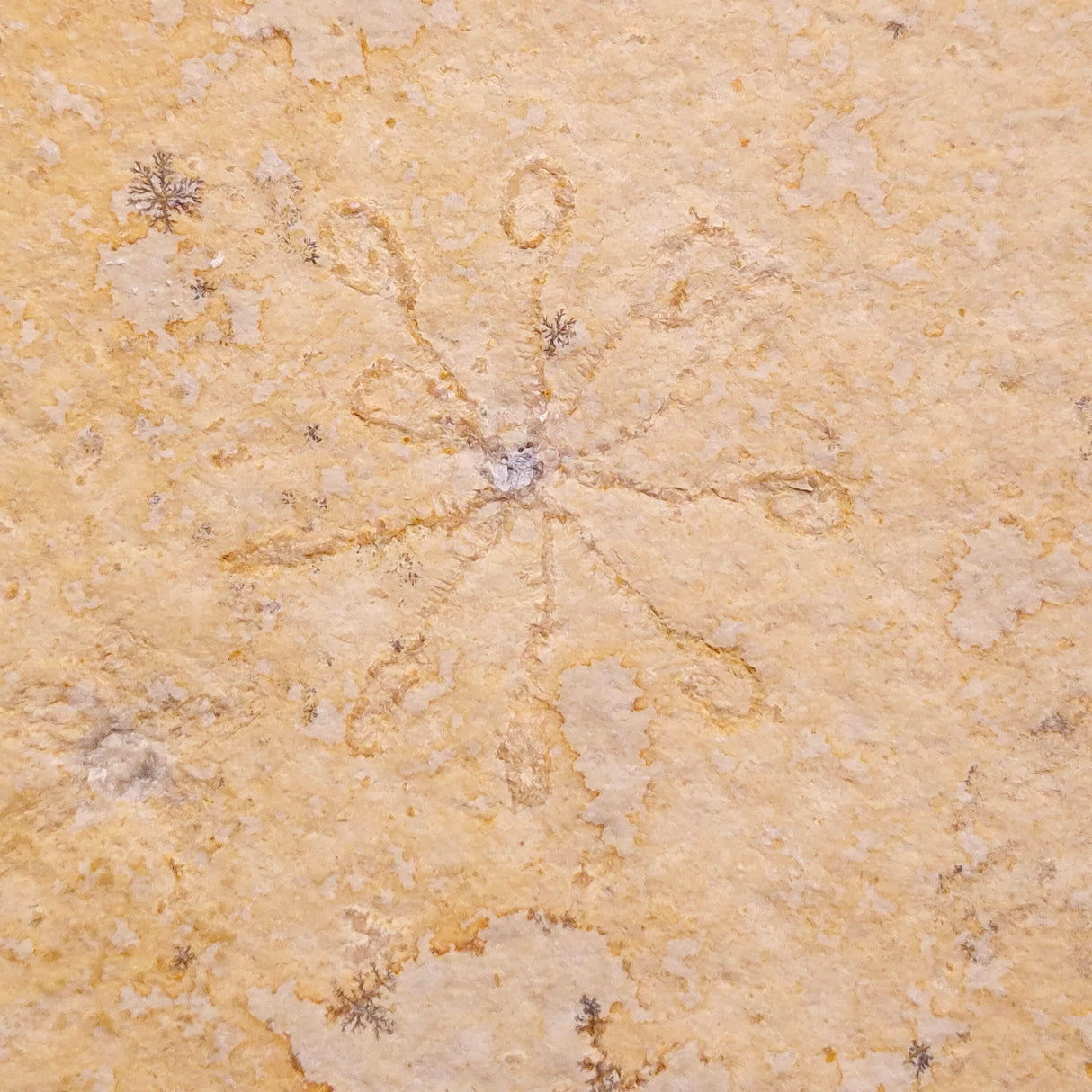 FLOATING CRINOID FOSSIL SACCOCOMA PECTINATA, Jurassic, Germany XFC060