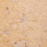 FLOATING CRINOID FOSSIL SACCOCOMA PECTINATA, Jurassic, Germany XFC060