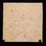 FLOATING CRINOID FOSSIL SACCOCOMA PECTINATA, Jurassic, Germany XFC060