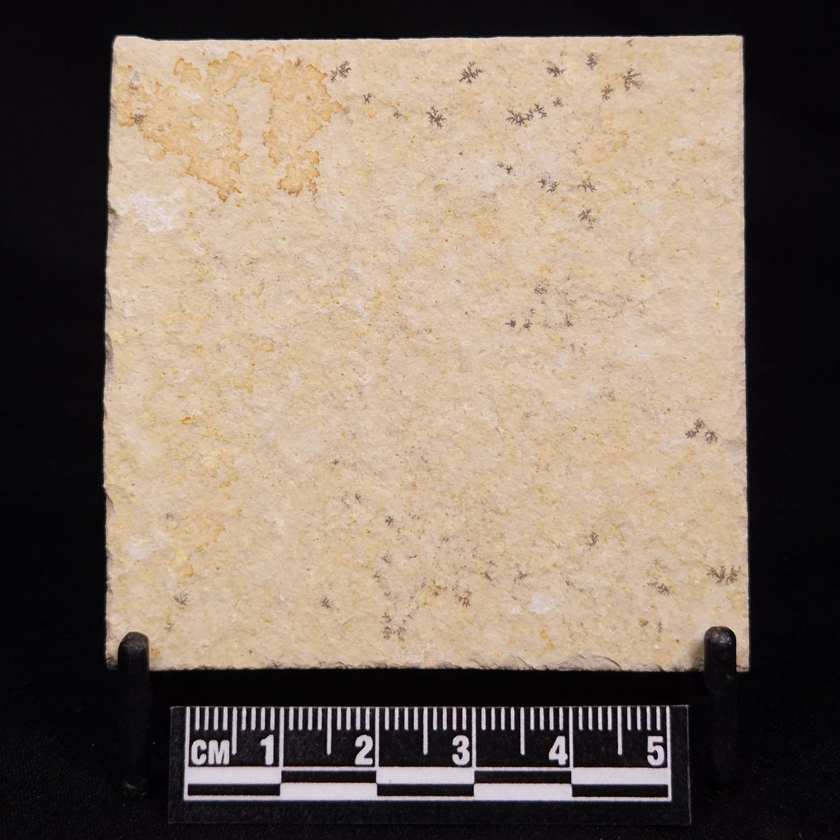 FLOATING CRINOID FOSSIL SACCOCOMA PECTINATA, Jurassic, Germany XFC060