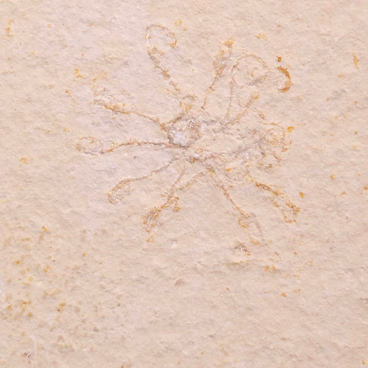 FLOATING CRINOID FOSSIL SACCOCOMA PECTINATA, Jurassic, Germany XFC061