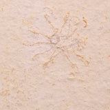 FLOATING CRINOID FOSSIL SACCOCOMA PECTINATA, Jurassic, Germany XFC061