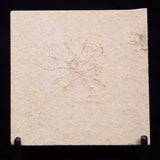 FLOATING CRINOID FOSSIL SACCOCOMA PECTINATA, Jurassic, Germany XFC061