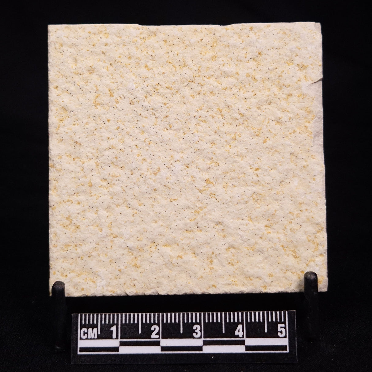 FLOATING CRINOID FOSSIL SACCOCOMA PECTINATA, Jurassic, Germany XFC061