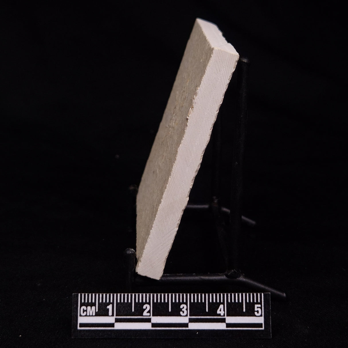 FLOATING CRINOID FOSSIL SACCOCOMA PECTINATA, Jurassic, Germany XFC061