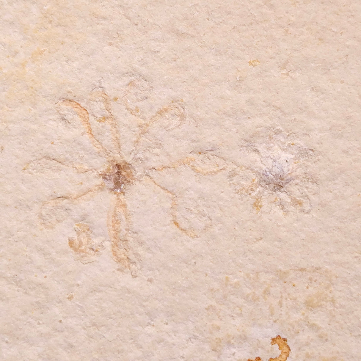 FLOATING CRINOID FOSSIL SACCOCOMA PECTINATA, Jurassic, Germany XFC062