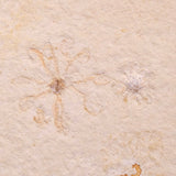 FLOATING CRINOID FOSSIL SACCOCOMA PECTINATA, Jurassic, Germany XFC062