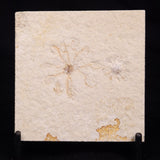 FLOATING CRINOID FOSSIL SACCOCOMA PECTINATA, Jurassic, Germany XFC062